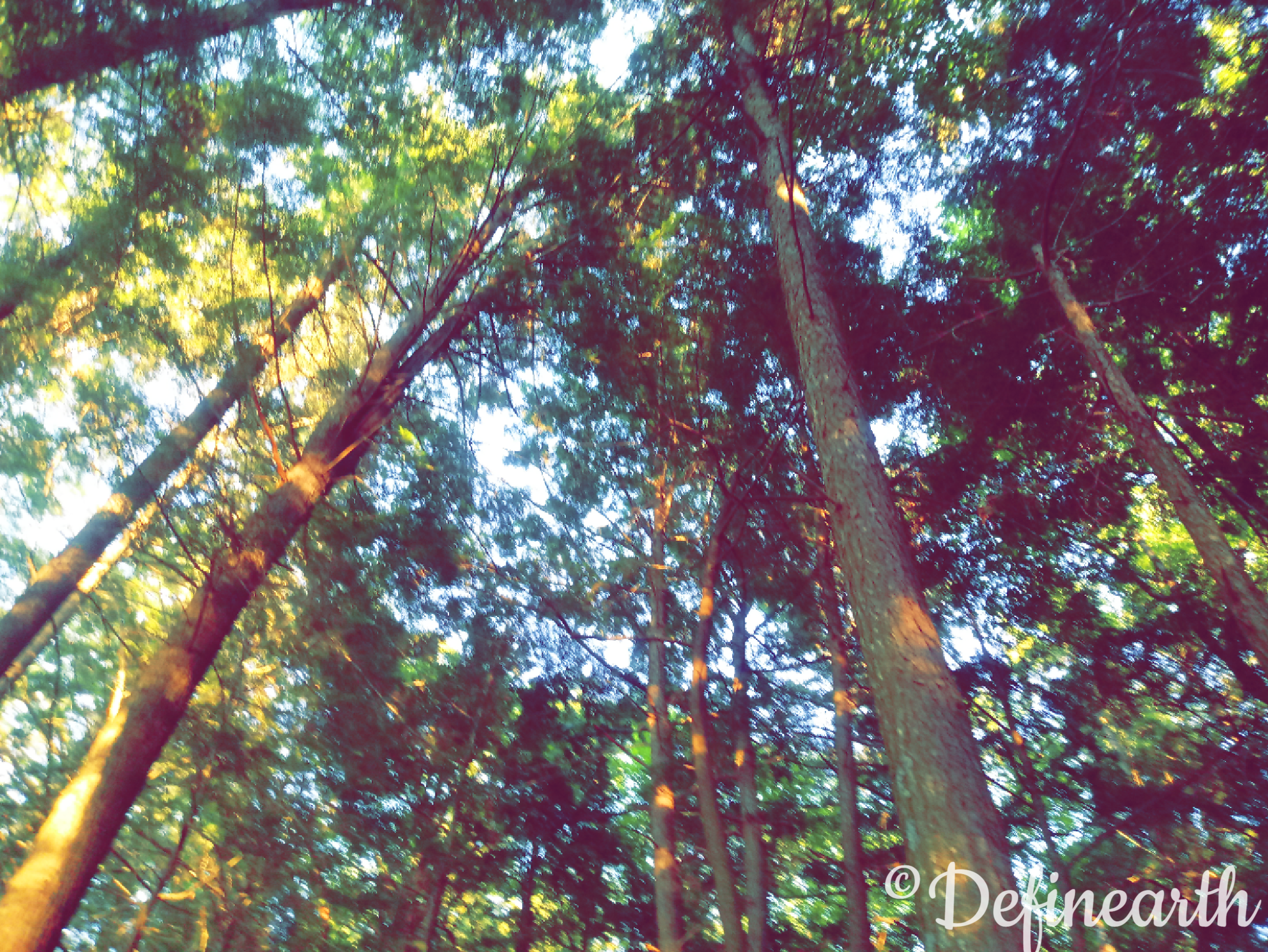 tree_canopy